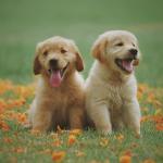 Zwei Gelbe Labrador Retriever-Welpen