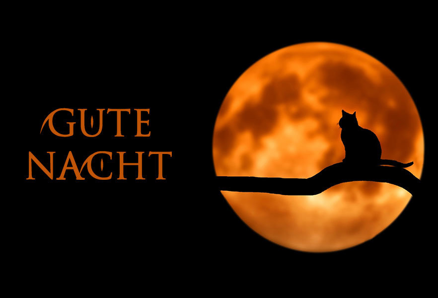 Gute Nacht Katze