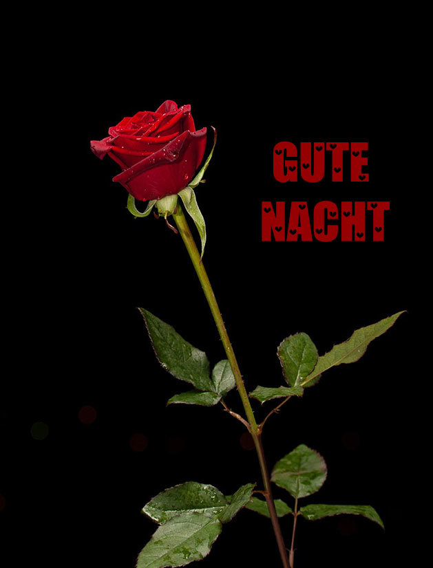 Gute Nacht Liebe