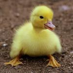 Süßes Baby Ente
