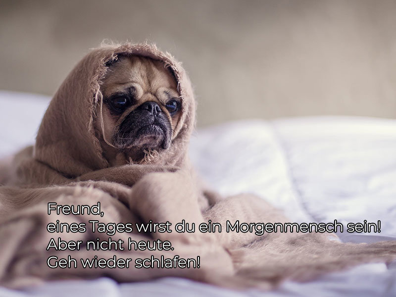 Lachen Macht Lustig Echt Lustige Tiere Facebook