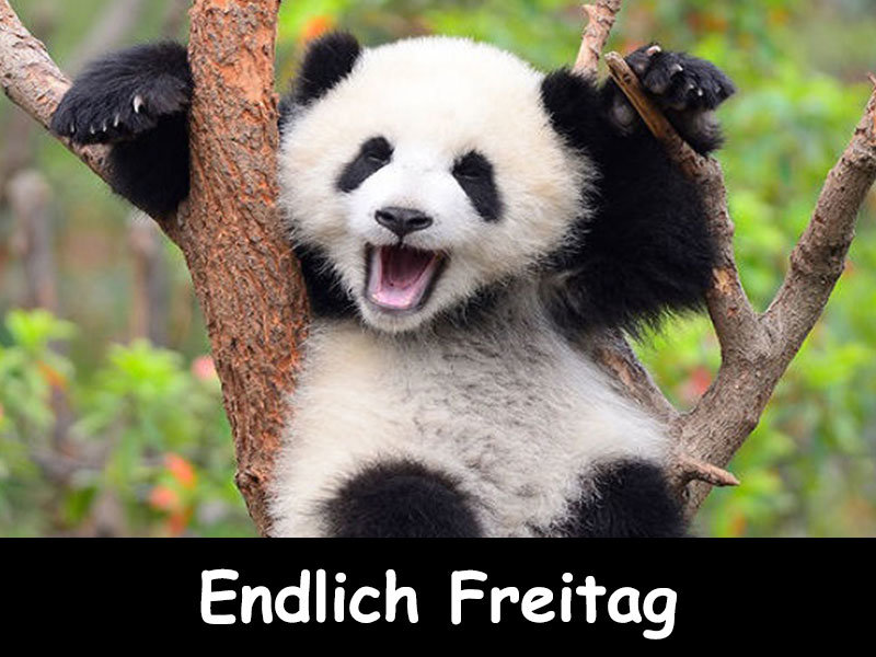 freitag-lustig-4